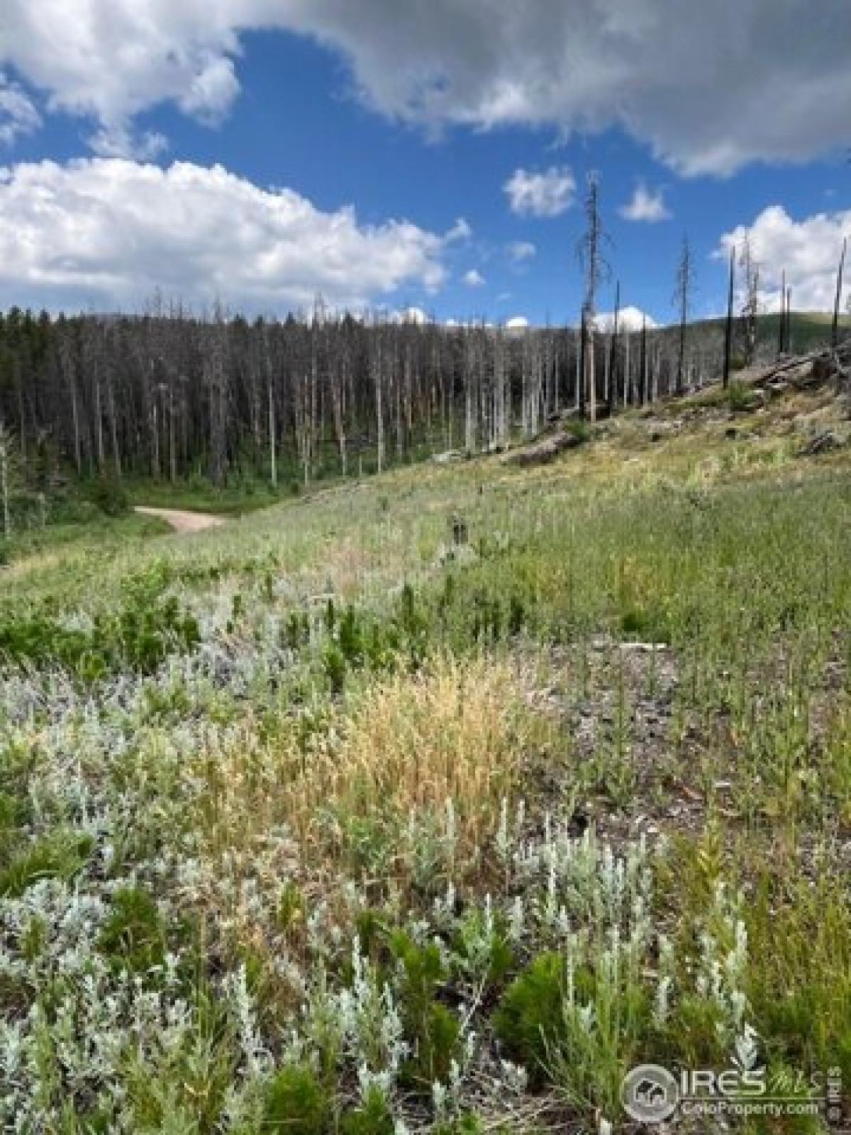 Picture of Residential Land For Sale in Bellvue, Colorado, United States