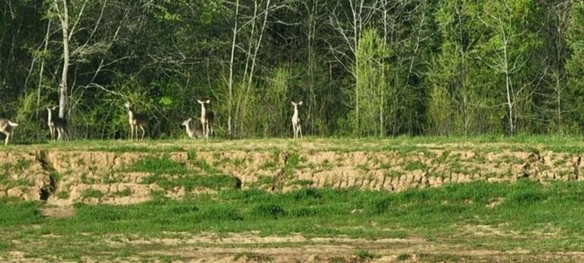 Picture of Residential Land For Sale in Ravenna, Texas, United States