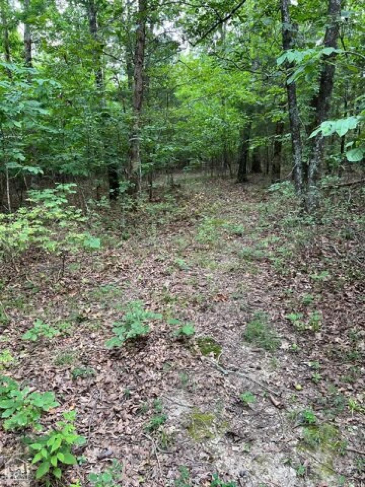 Picture of Residential Land For Sale in Pocahontas, Arkansas, United States