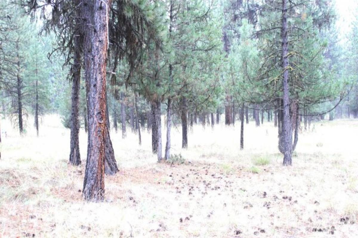 Picture of Residential Land For Sale in Seeley Lake, Montana, United States