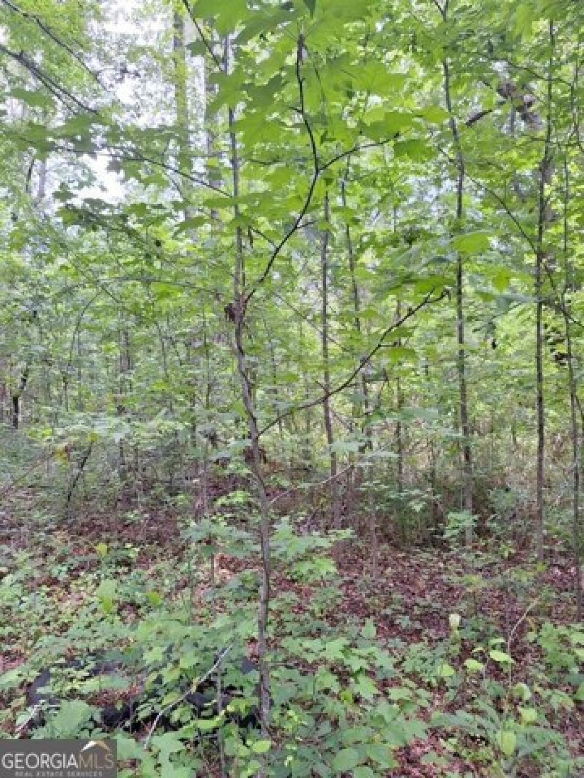 Picture of Residential Land For Sale in Griffin, Georgia, United States