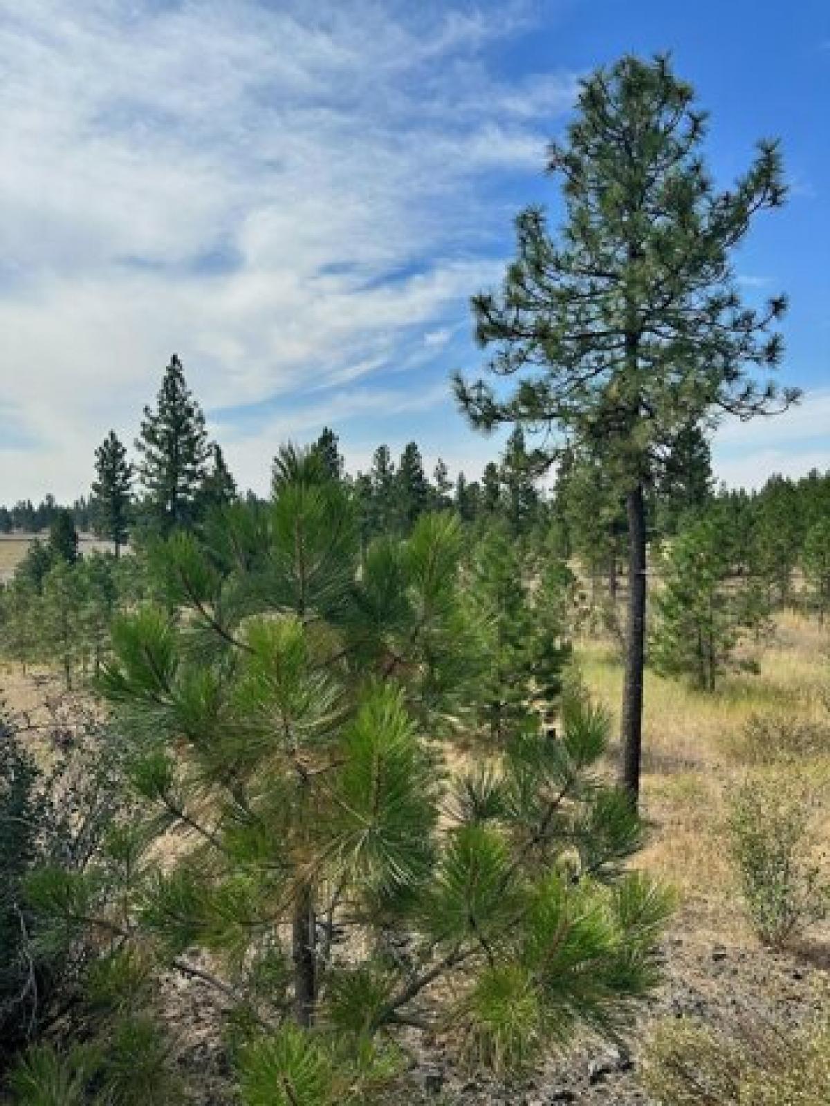 Picture of Residential Land For Sale in Spokane, Washington, United States