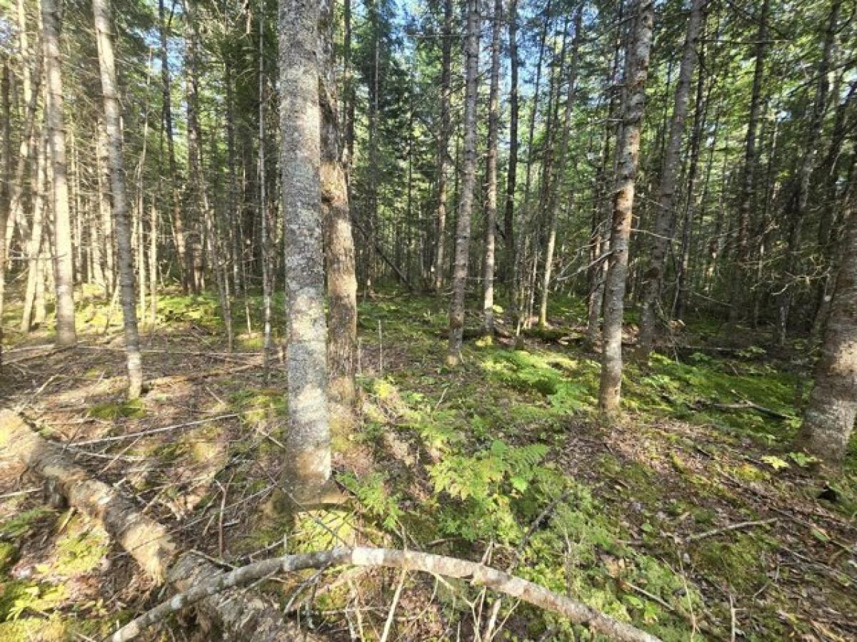 Picture of Residential Land For Sale in Alton, Maine, United States