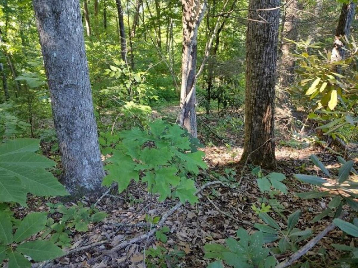 Picture of Residential Land For Sale in Pigeon Forge, Tennessee, United States