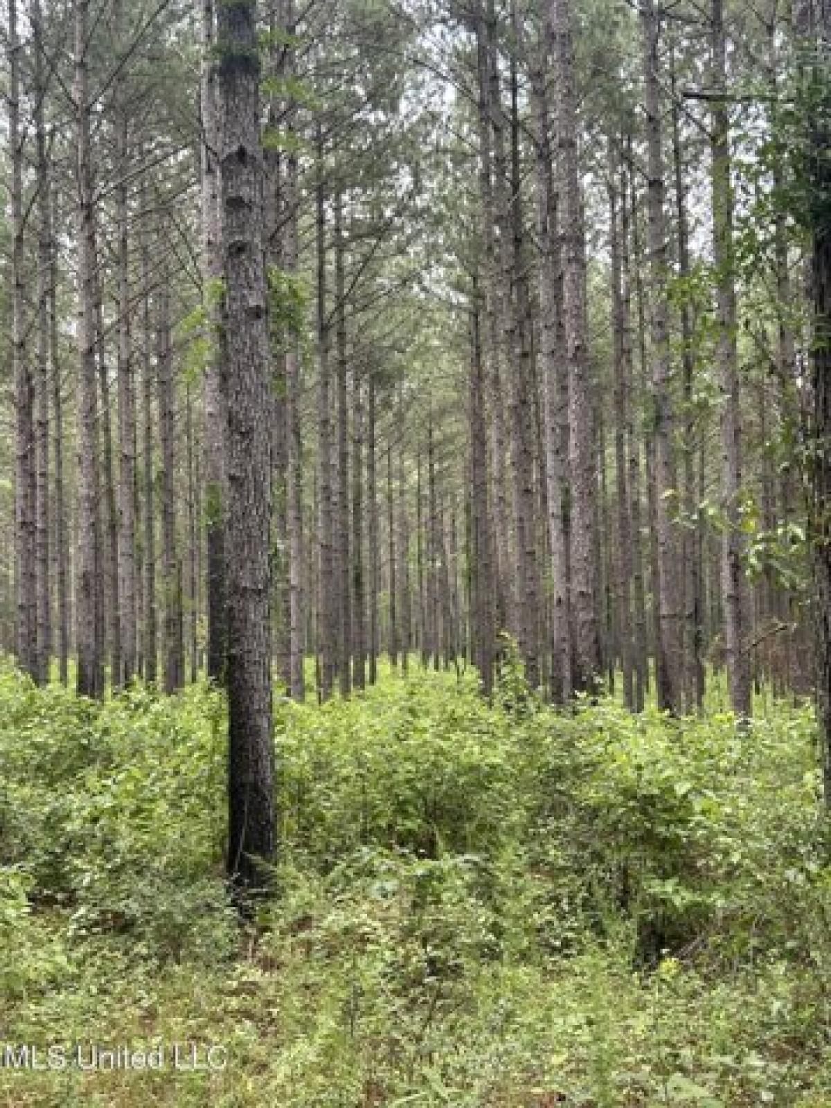 Picture of Residential Land For Sale in Mount Olive, Mississippi, United States