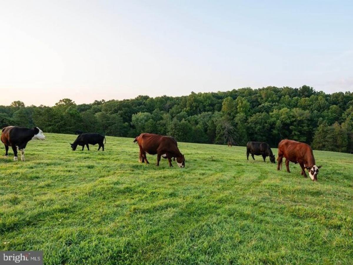 Picture of Residential Land For Sale in Unionville, Virginia, United States