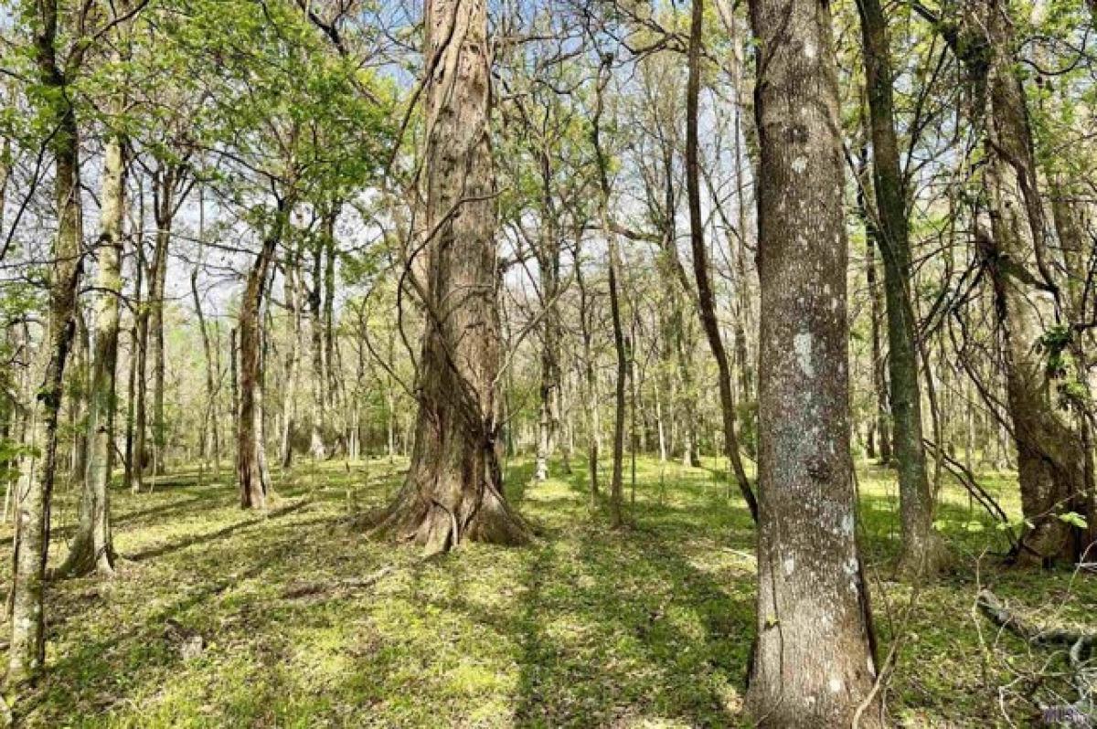 Picture of Residential Land For Sale in Sunshine, Louisiana, United States