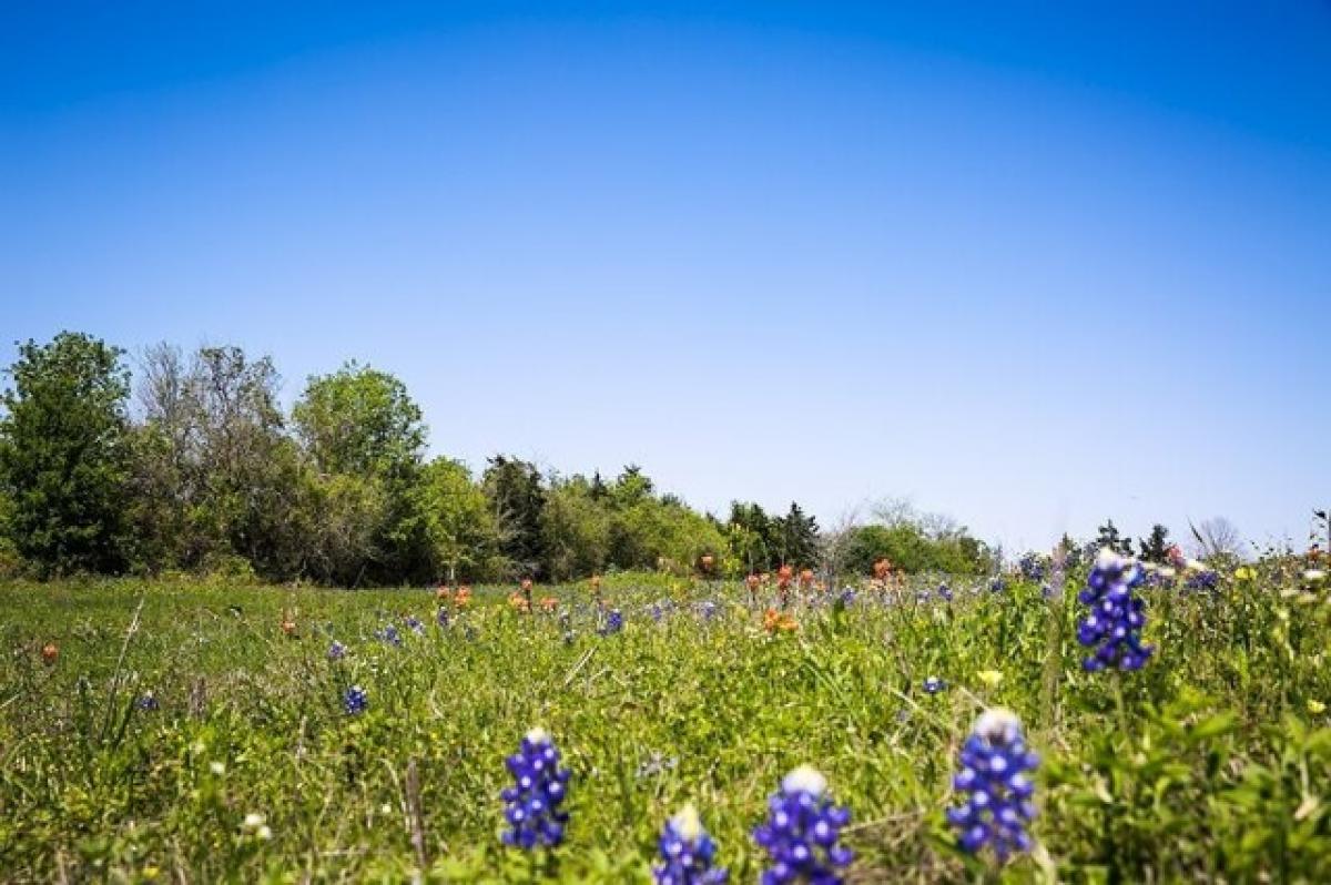 Picture of Residential Land For Sale in Chappell Hill, Texas, United States