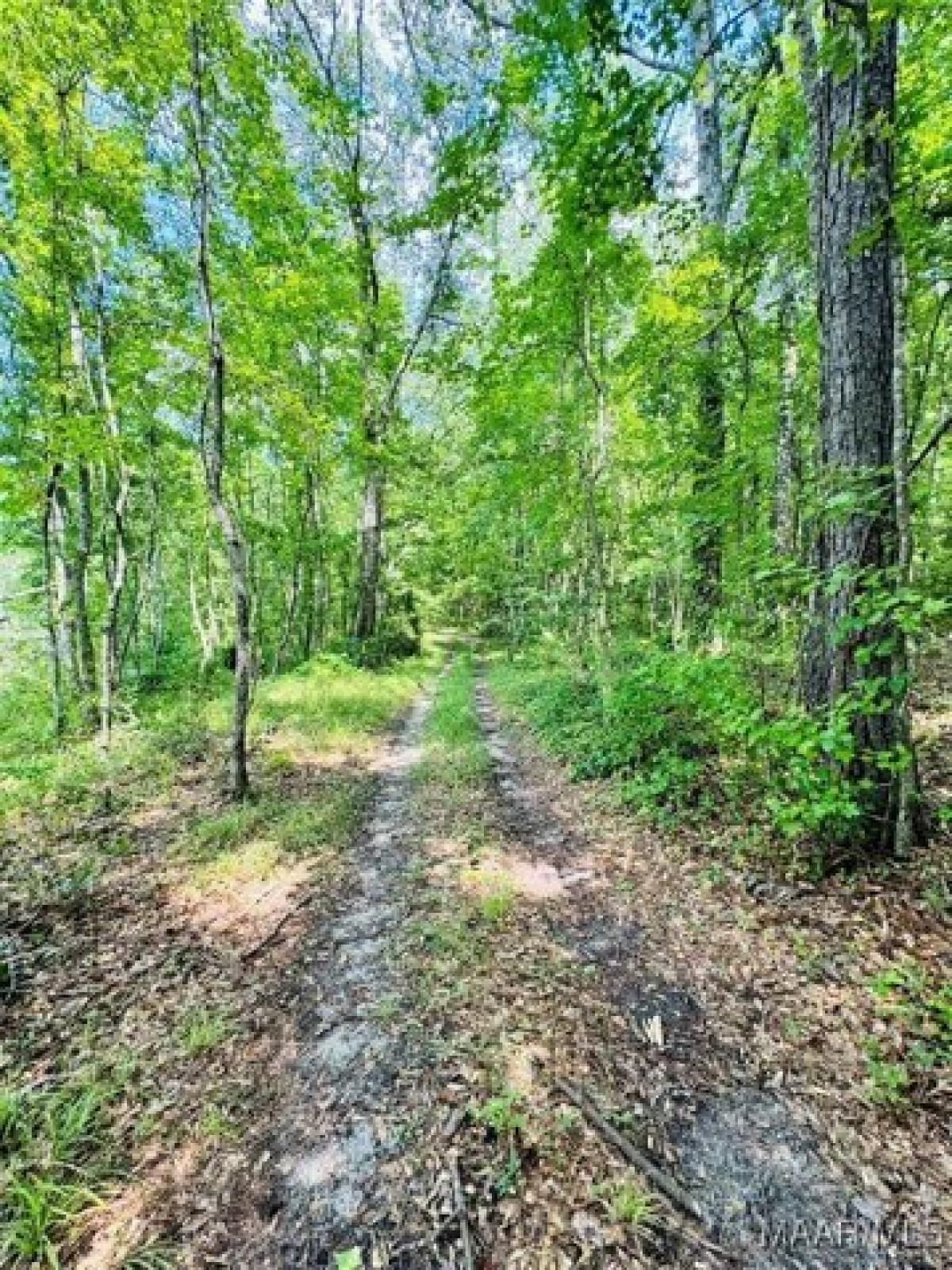 Picture of Home For Sale in Eclectic, Alabama, United States