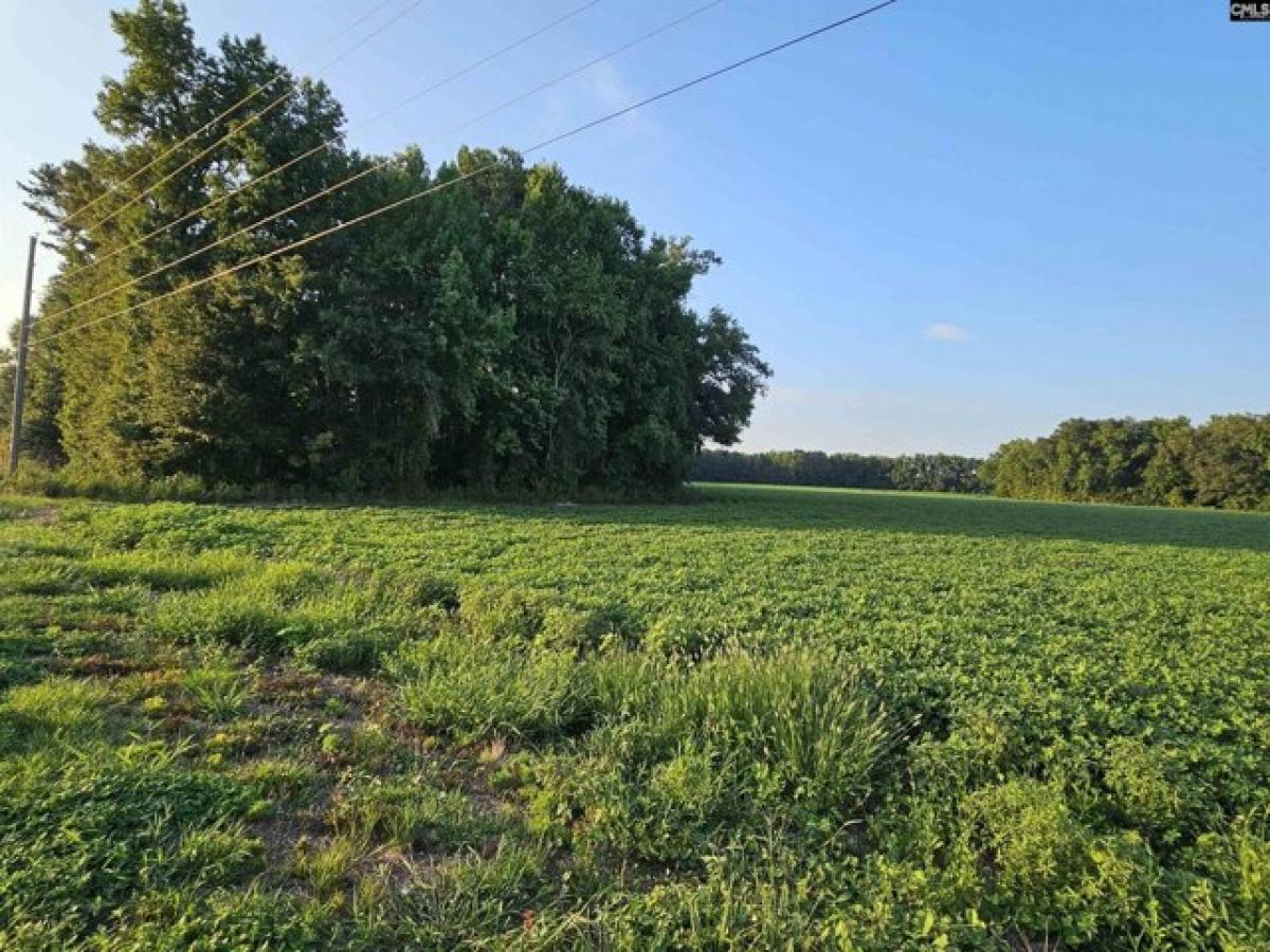 Picture of Residential Land For Sale in Elloree, South Carolina, United States