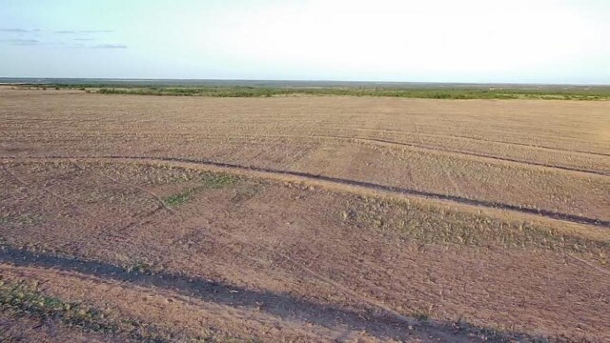 Picture of Residential Land For Sale in Miles, Texas, United States