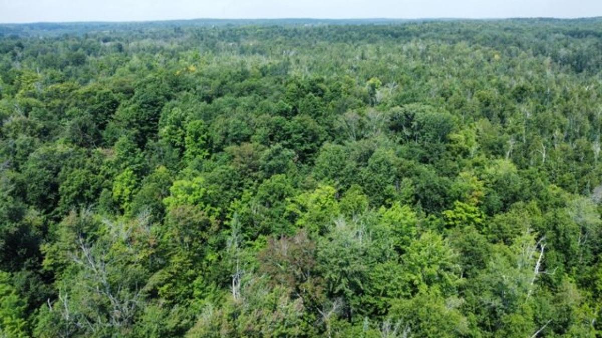 Picture of Residential Land For Sale in Harrisville, Michigan, United States