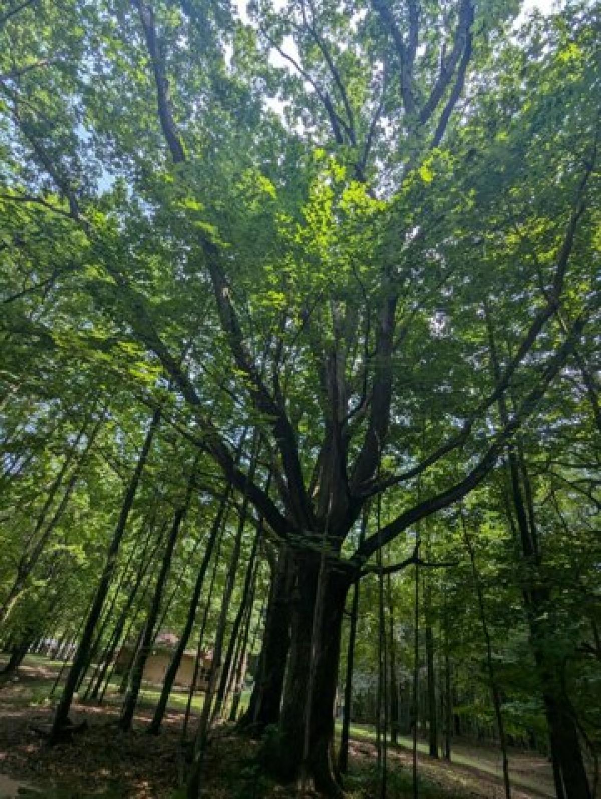 Picture of Residential Land For Sale in Custer, Michigan, United States