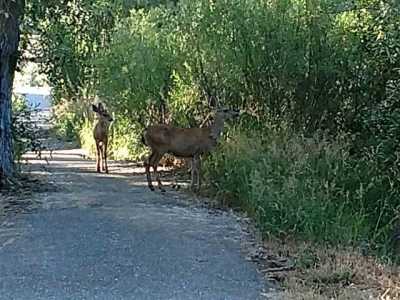 Residential Land For Sale in Chester, California