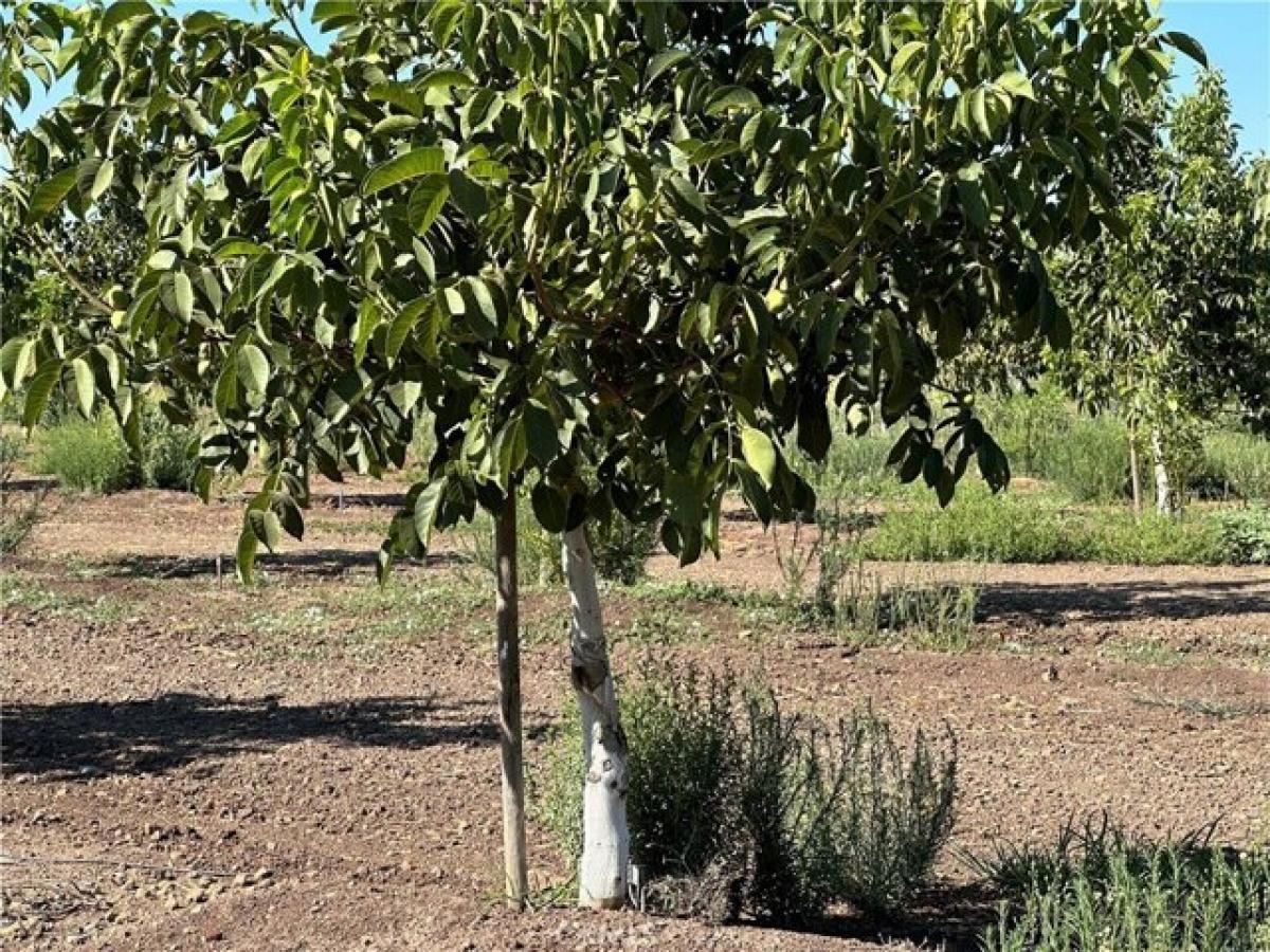 Picture of Residential Land For Sale in Chico, California, United States