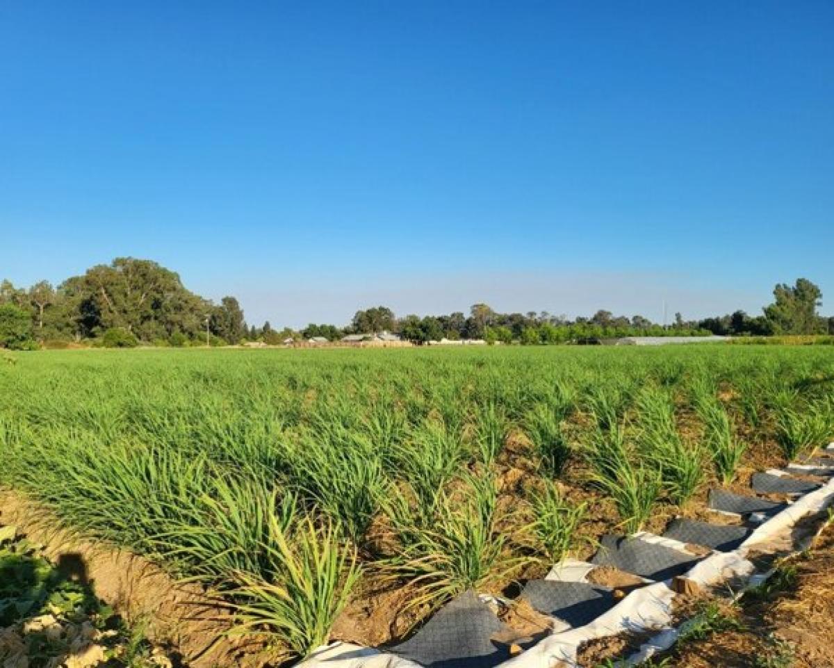 Picture of Residential Land For Sale in Fresno, California, United States