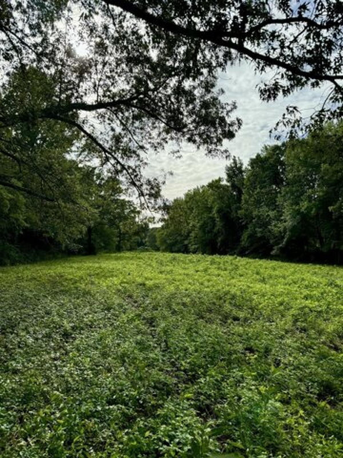 Picture of Residential Land For Sale in Fayetteville, Tennessee, United States