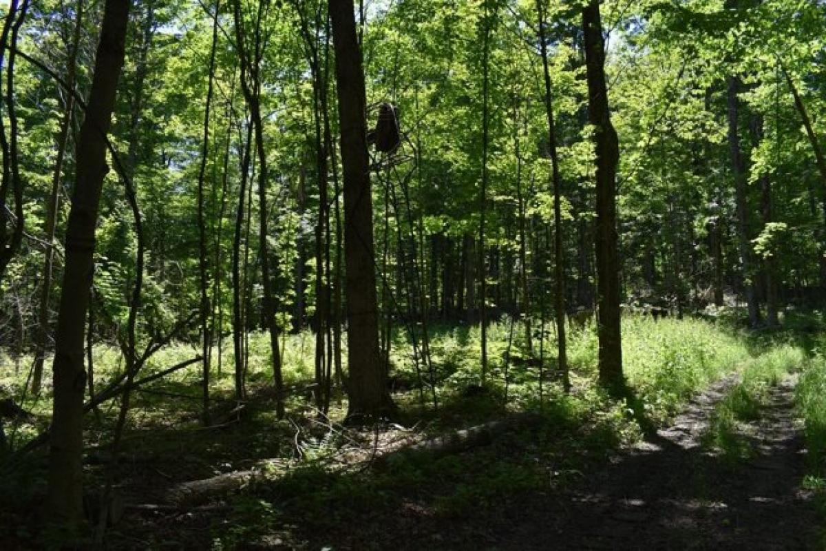 Picture of Residential Land For Sale in Cherry Creek, New York, United States