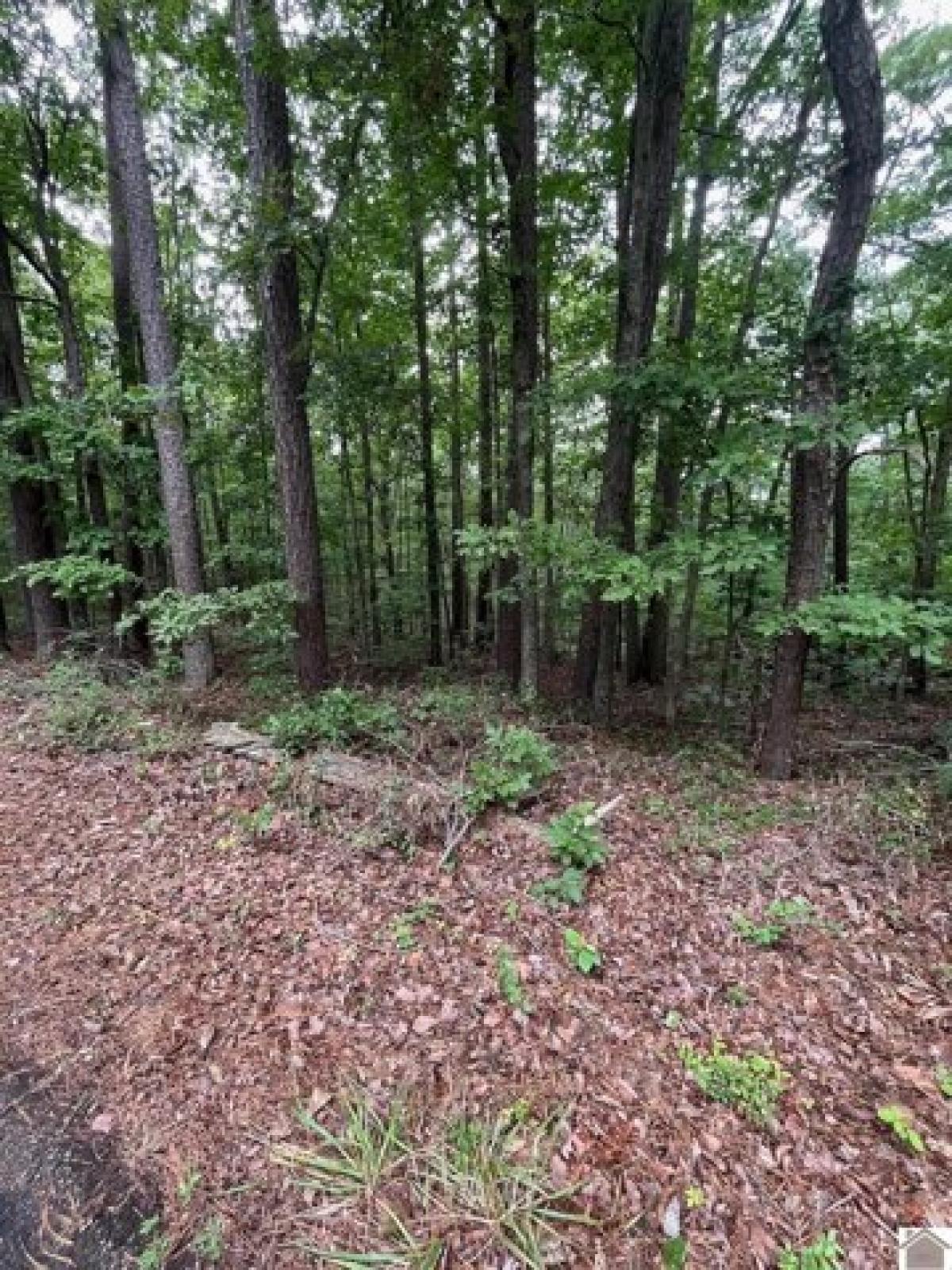 Picture of Residential Land For Sale in New Concord, Kentucky, United States