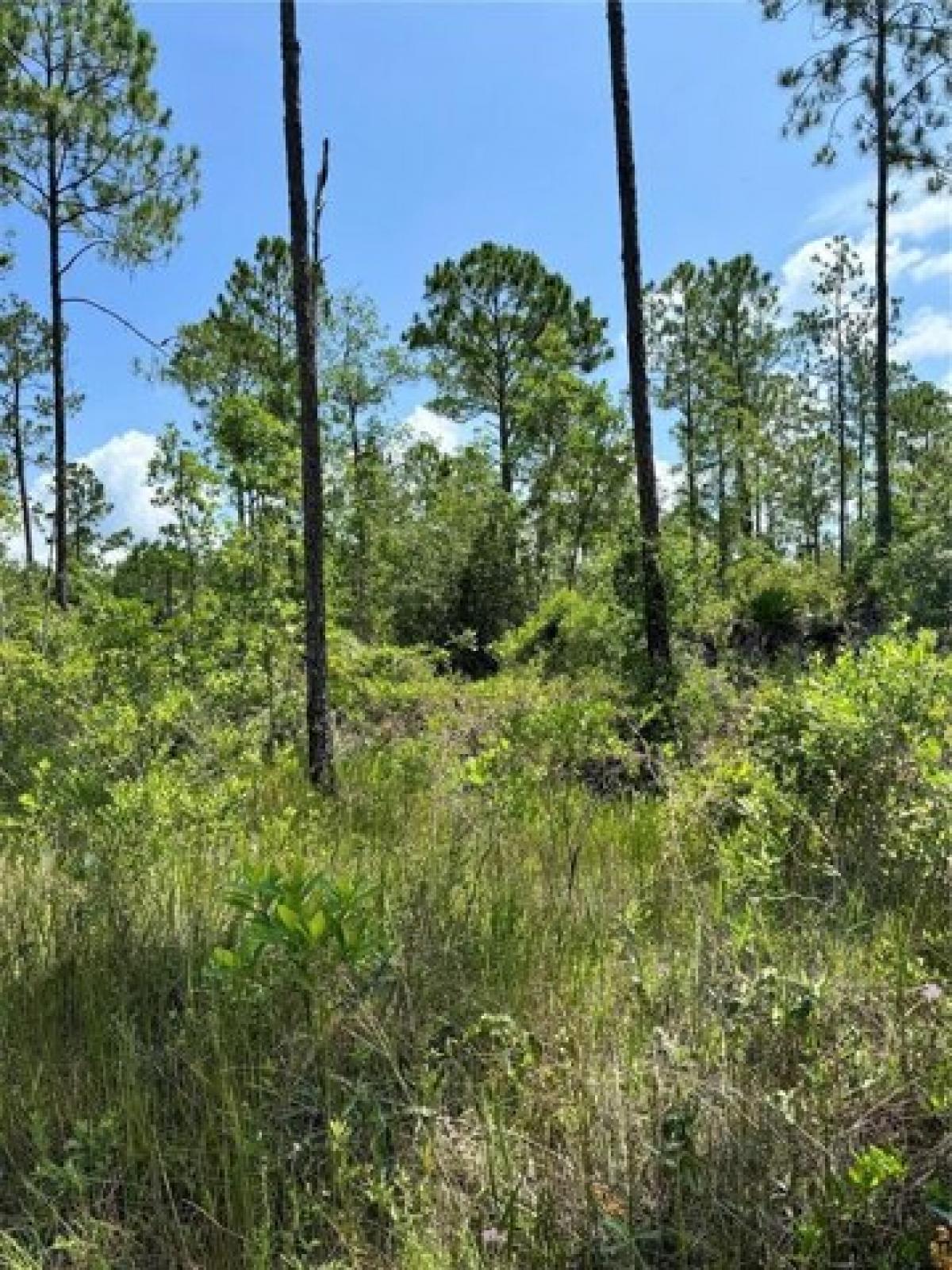 Picture of Residential Land For Sale in Satsuma, Florida, United States