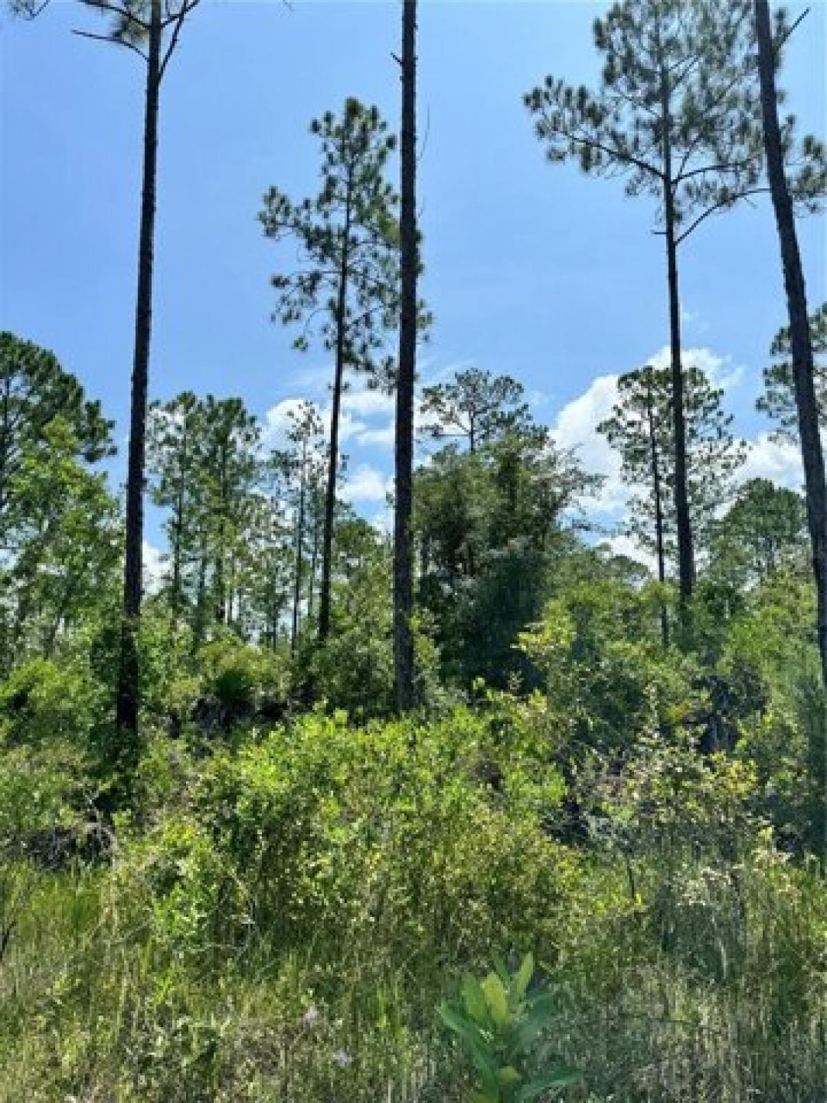 Picture of Residential Land For Sale in Satsuma, Florida, United States