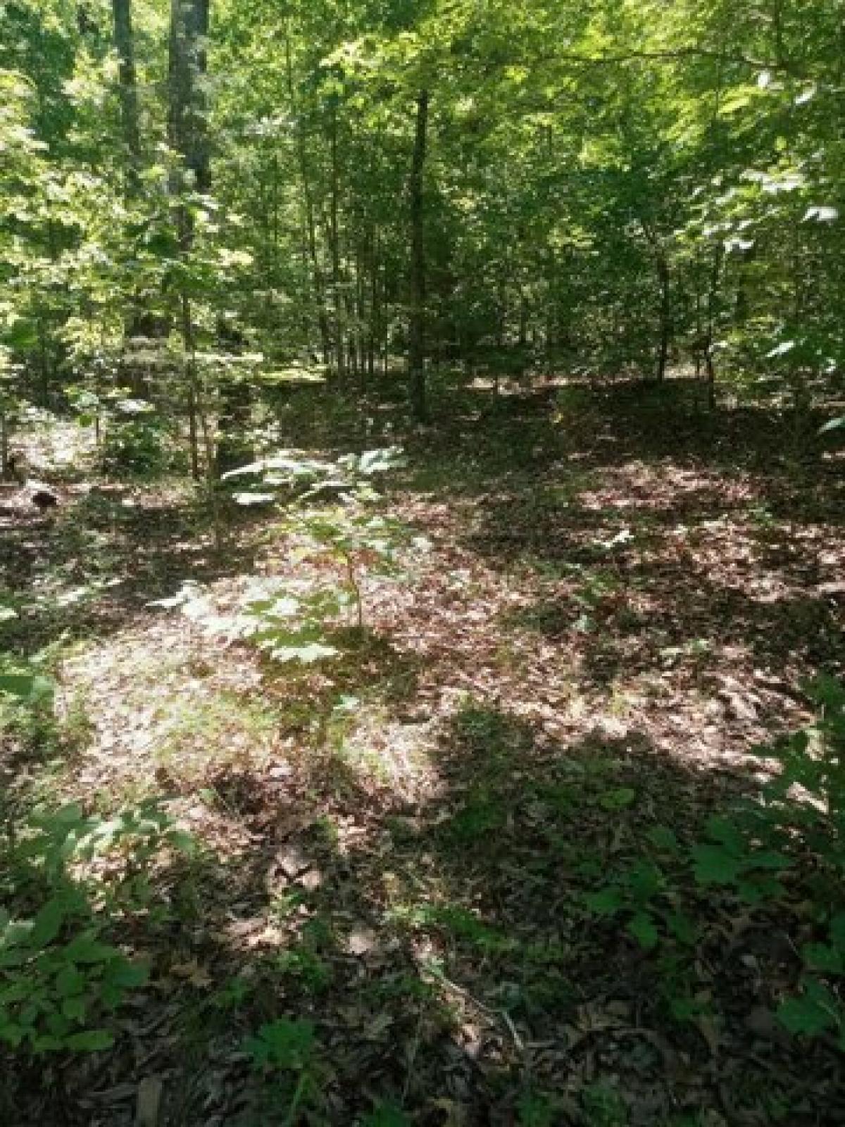 Picture of Residential Land For Sale in Glencoe, Arkansas, United States