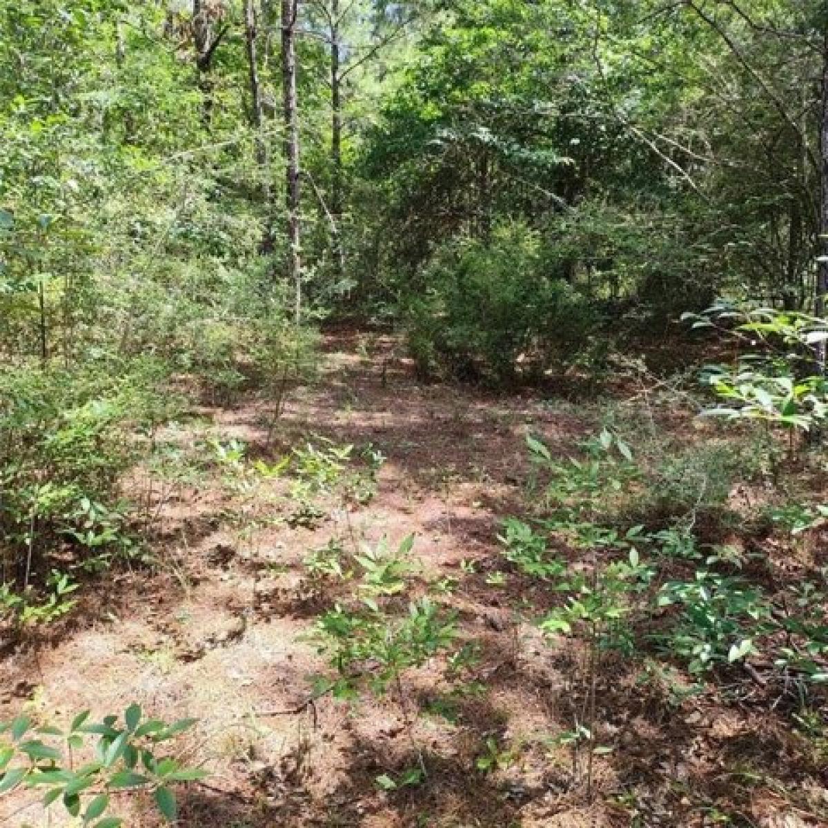 Picture of Residential Land For Sale in Chunchula, Alabama, United States