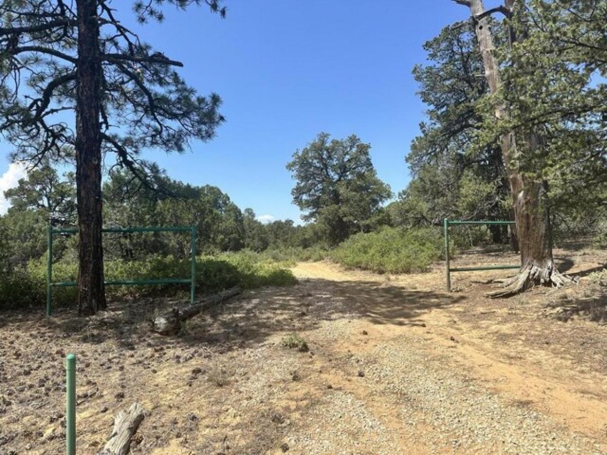 Picture of Residential Land For Sale in Pie Town, New Mexico, United States