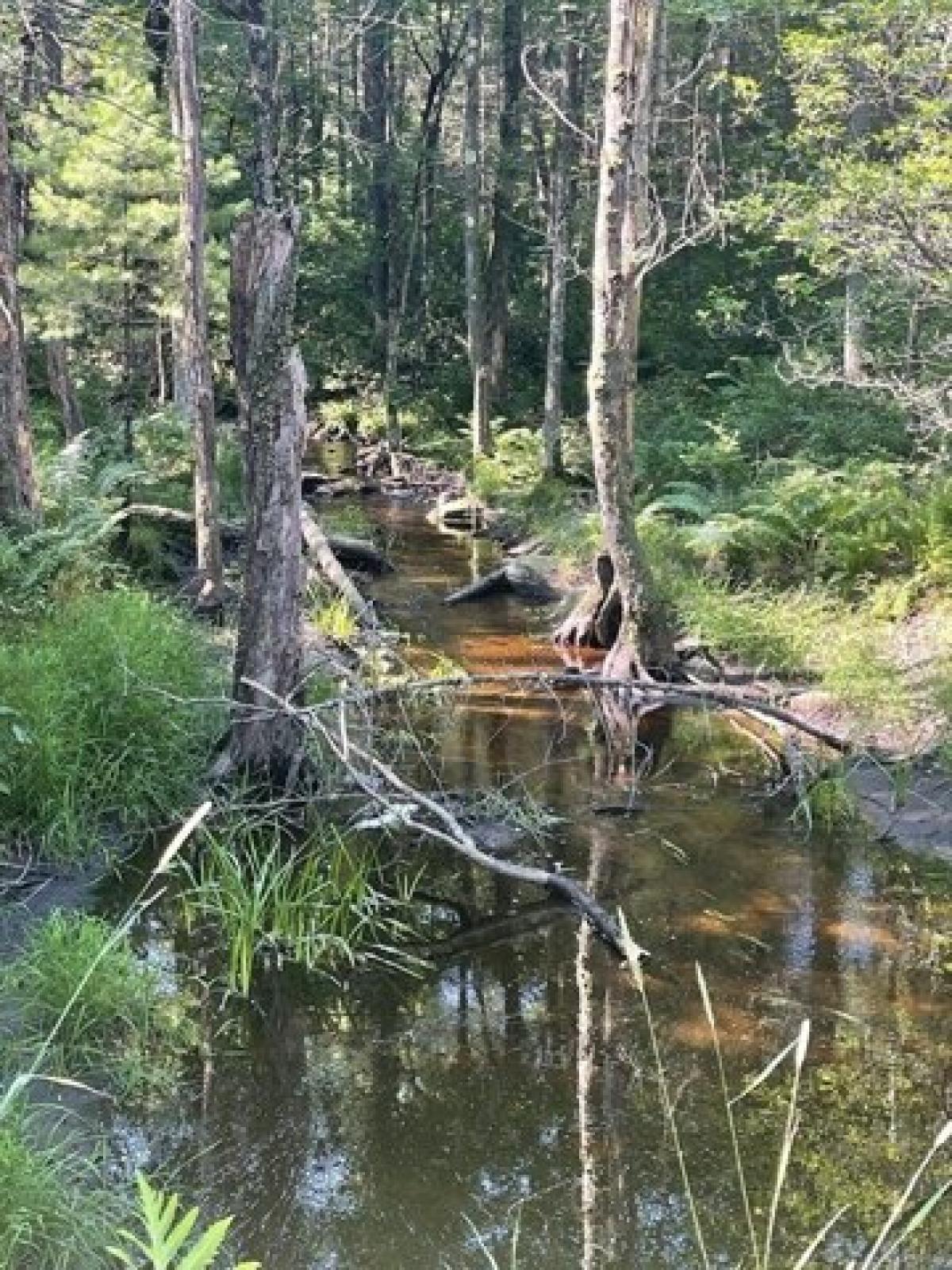 Picture of Residential Land For Sale in Leverett, Massachusetts, United States