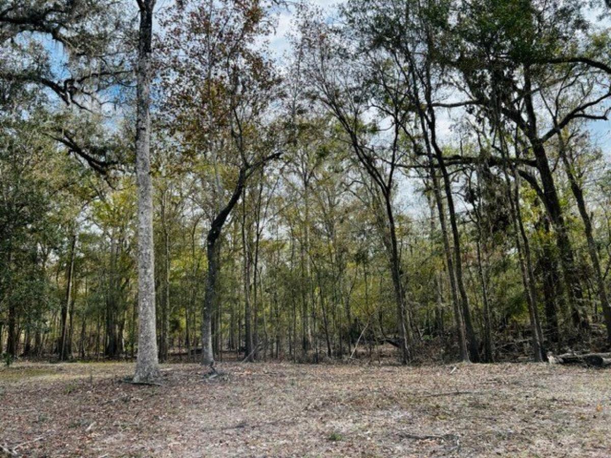 Picture of Residential Land For Sale in Bell, Florida, United States