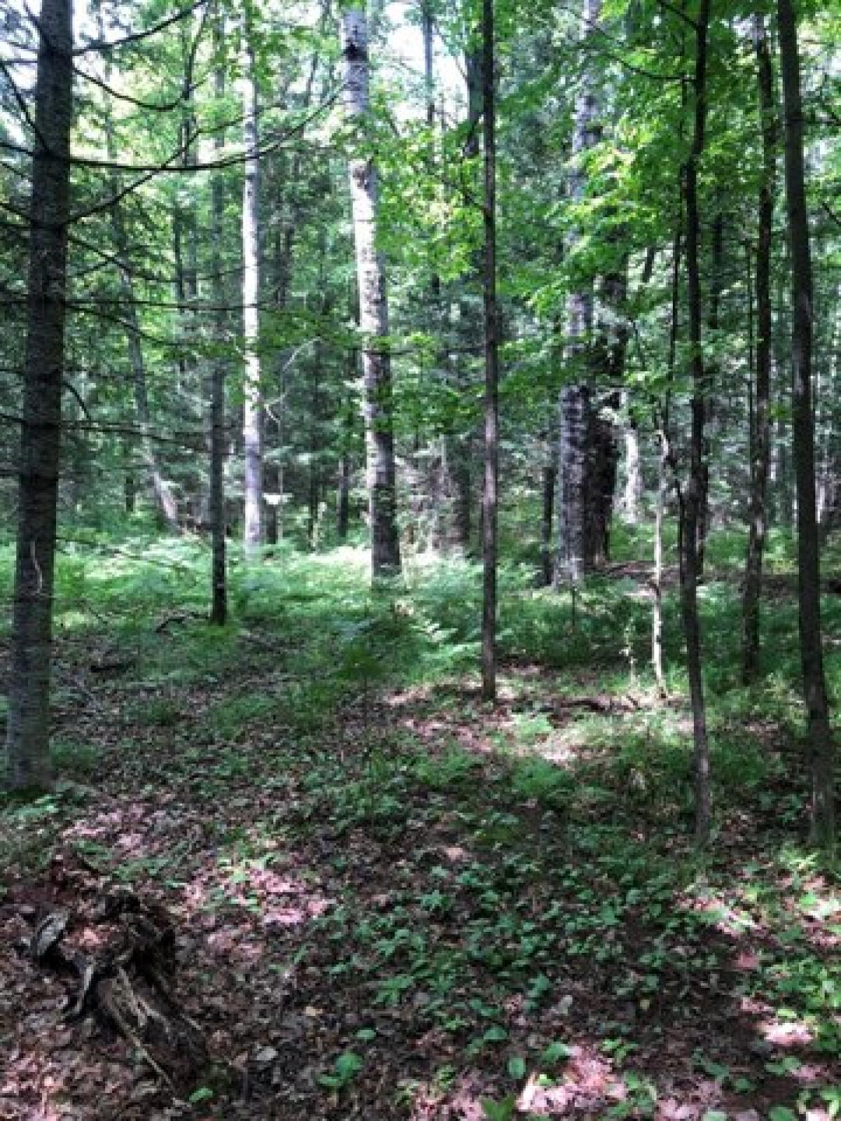 Picture of Residential Land For Sale in Presque Isle, Wisconsin, United States