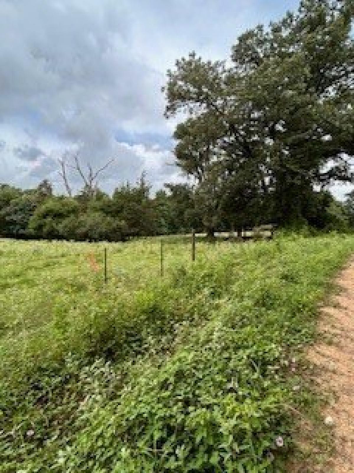 Picture of Residential Land For Sale in Grapeland, Texas, United States