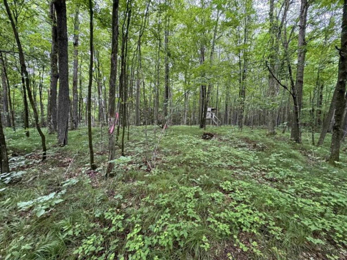 Picture of Residential Land For Sale in Gresham, Wisconsin, United States