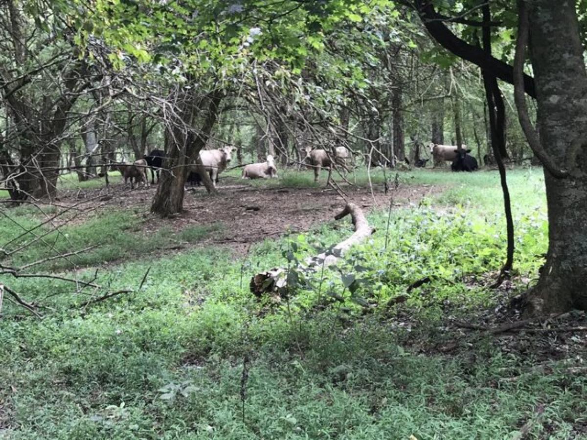 Picture of Residential Land For Sale in Buffalo Valley, Tennessee, United States