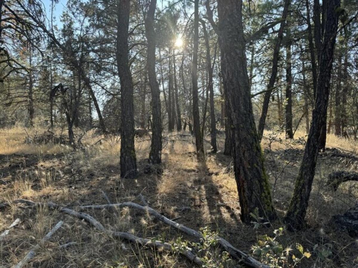 Picture of Residential Land For Sale in Bonanza, Oregon, United States