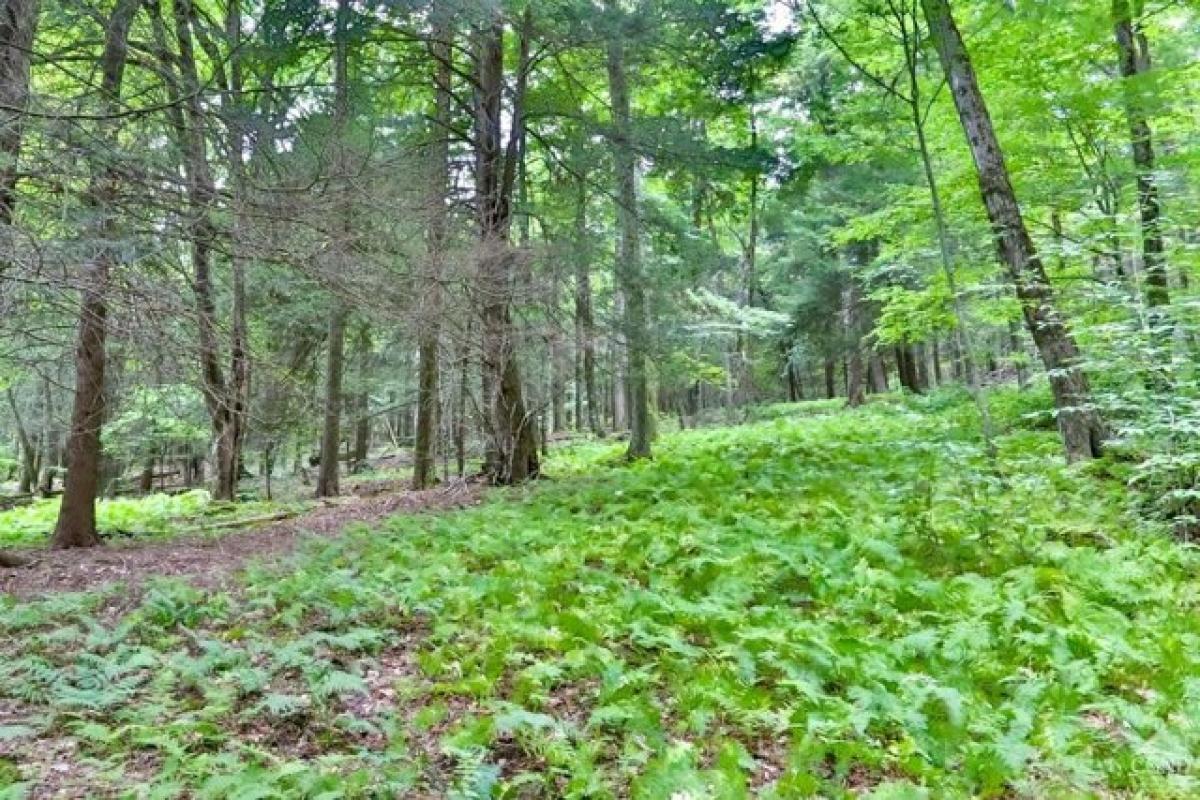 Picture of Residential Land For Sale in Lexington, New York, United States