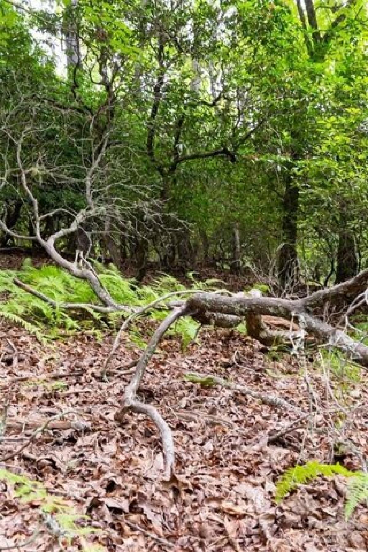 Picture of Residential Land For Sale in Horse Shoe, North Carolina, United States