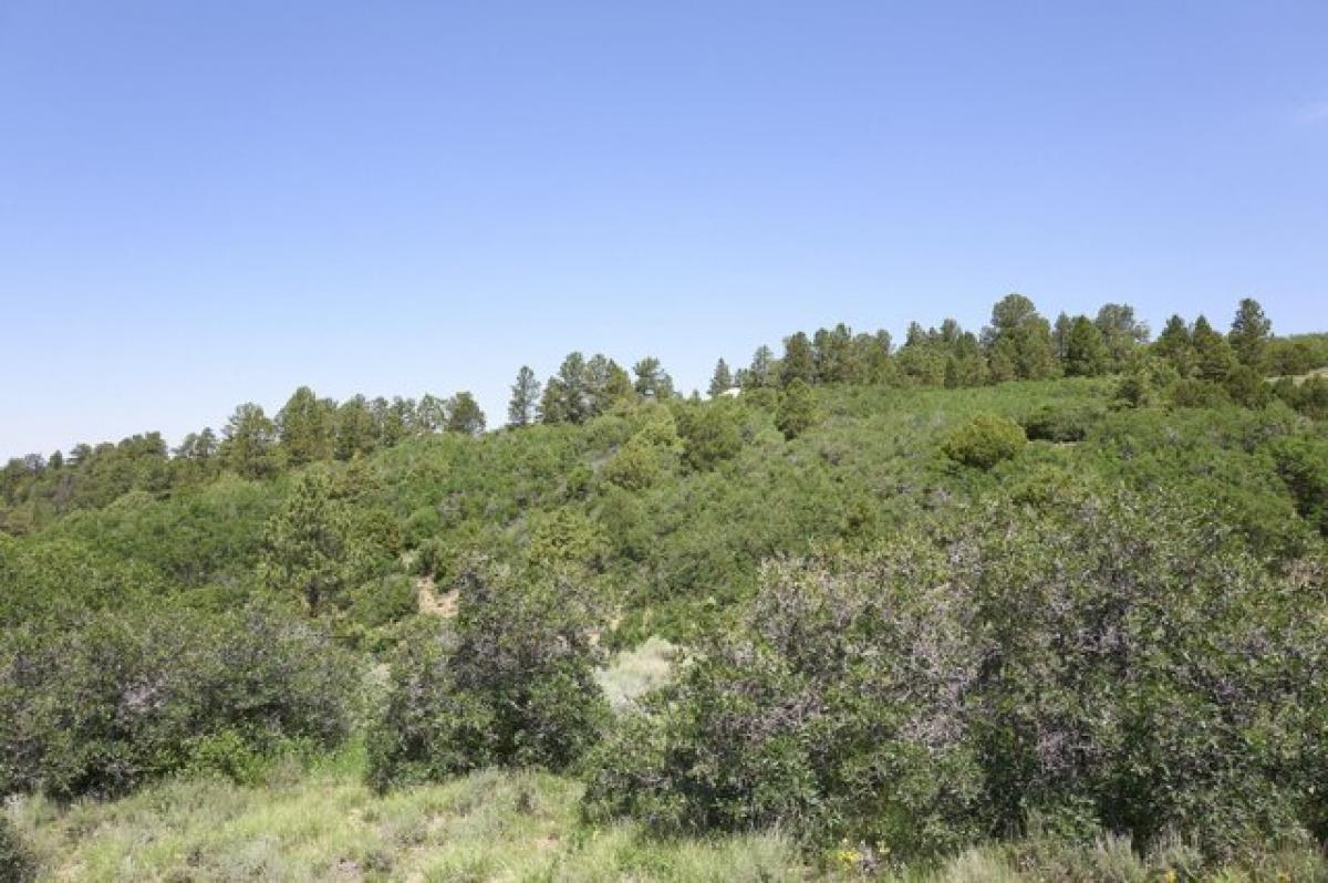 Picture of Residential Land For Sale in Placerville, Colorado, United States