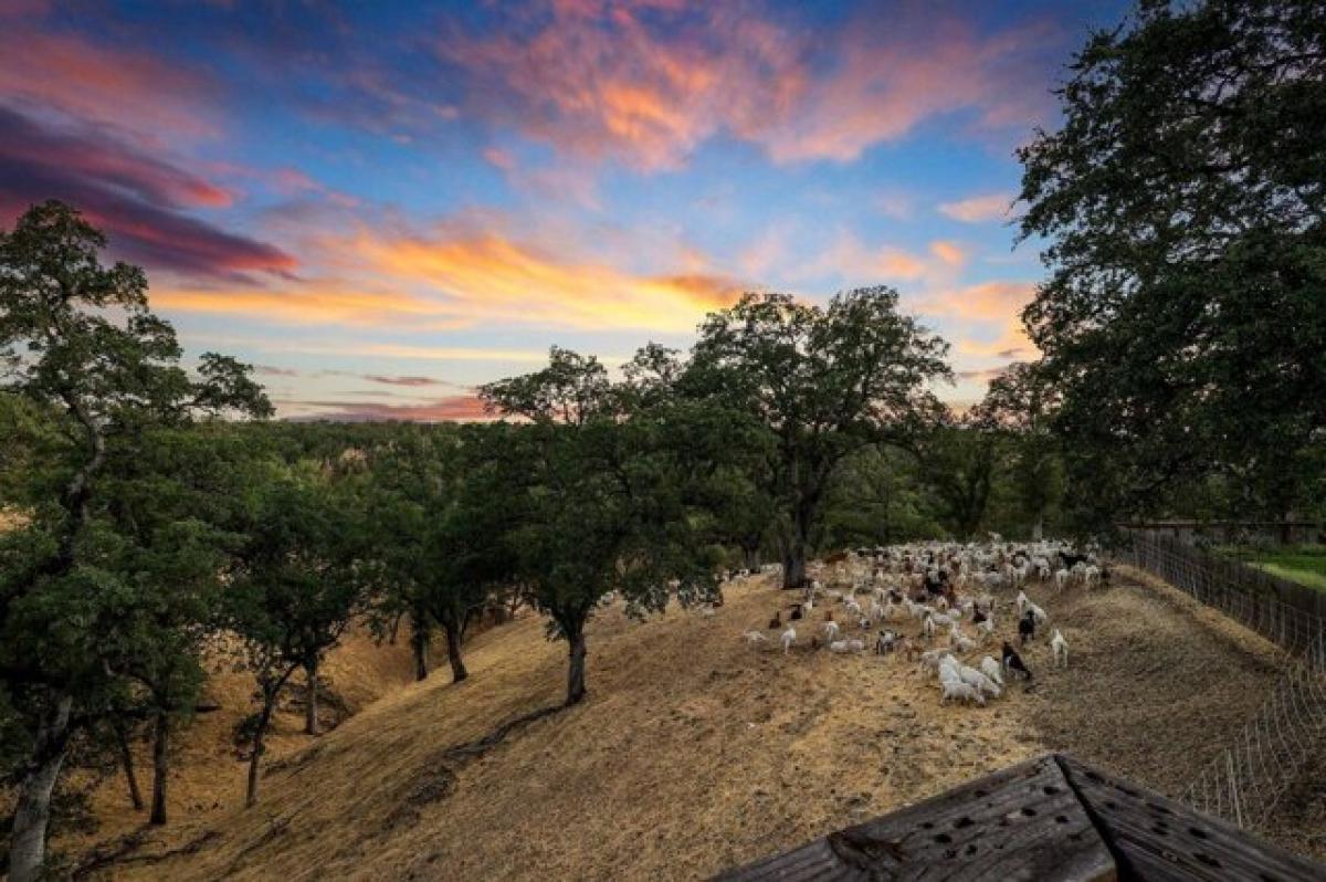 Picture of Home For Sale in Cottonwood, California, United States