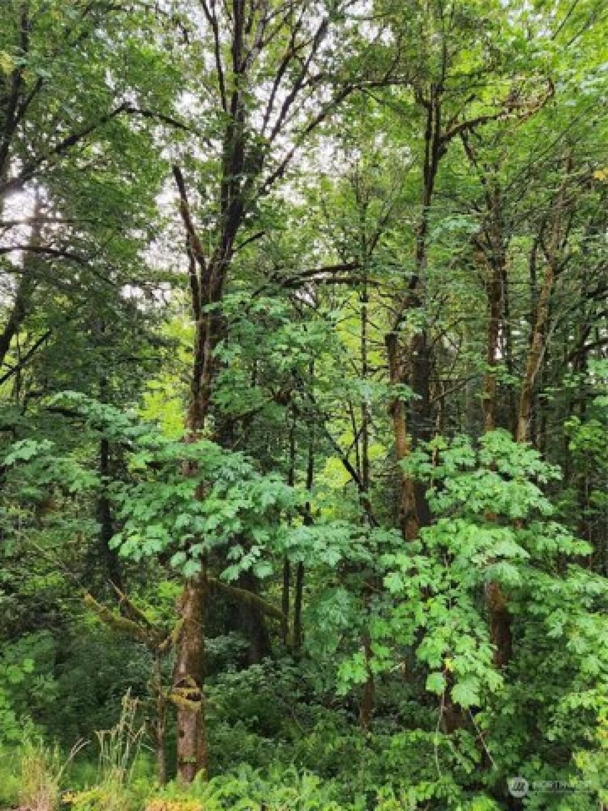 Picture of Residential Land For Sale in Toledo, Washington, United States