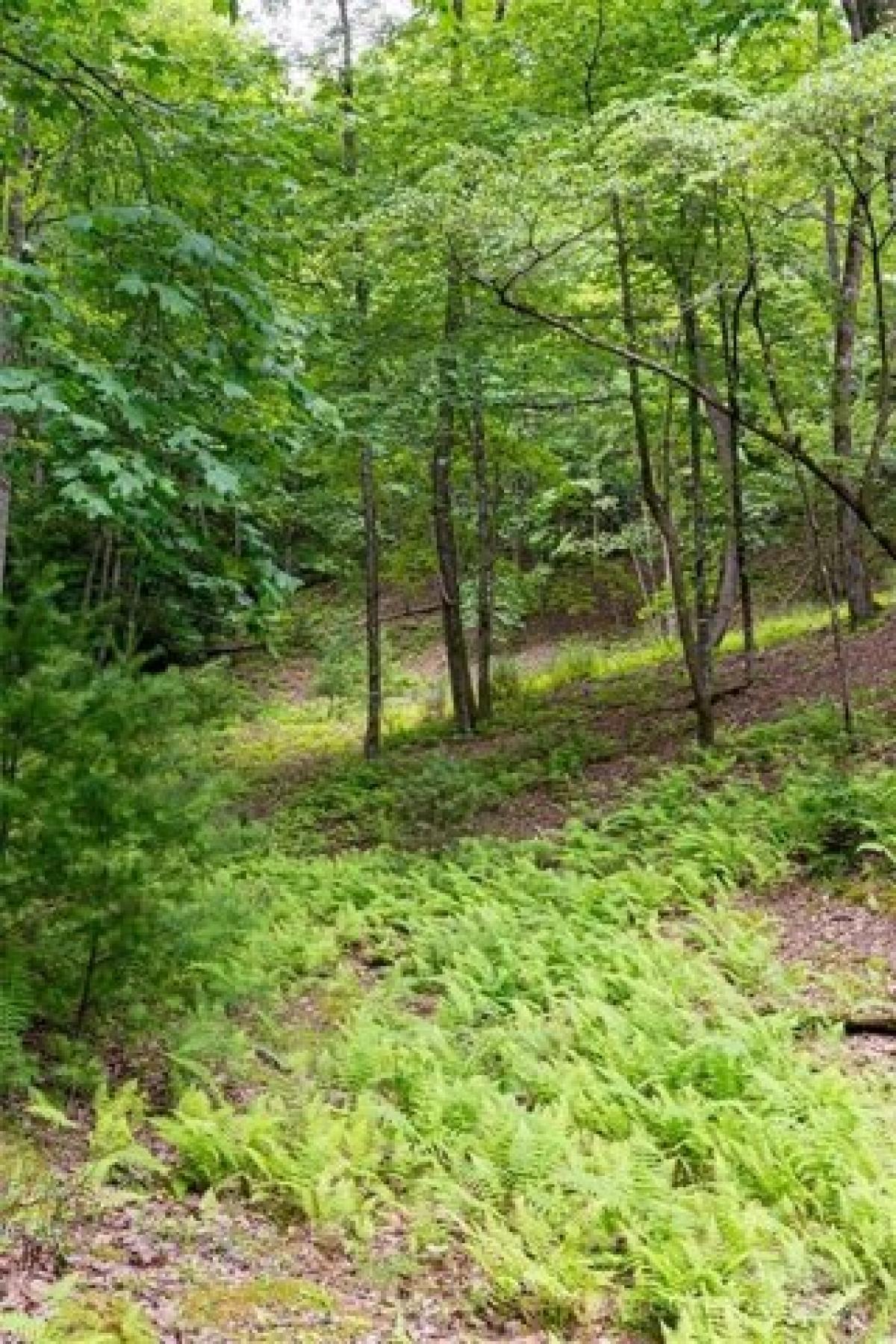 Picture of Residential Land For Sale in Horse Shoe, North Carolina, United States