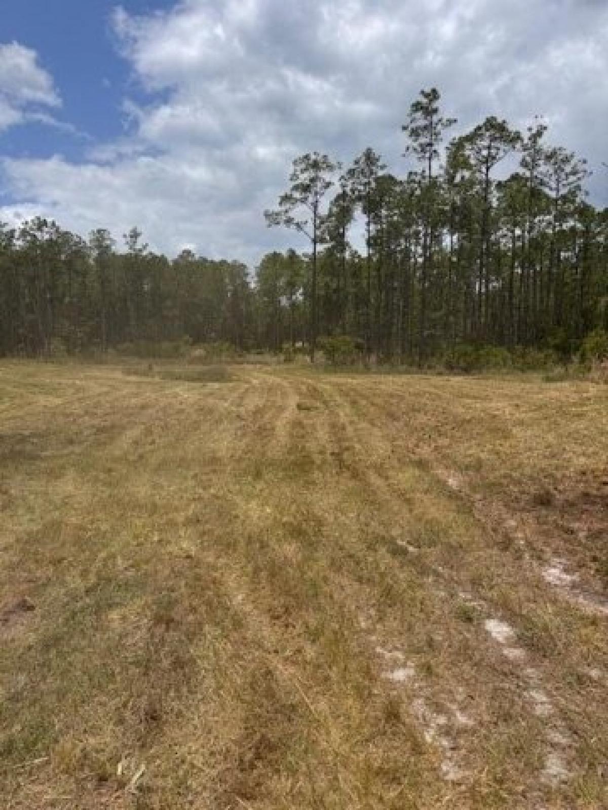 Picture of Residential Land For Sale in Mims, Florida, United States