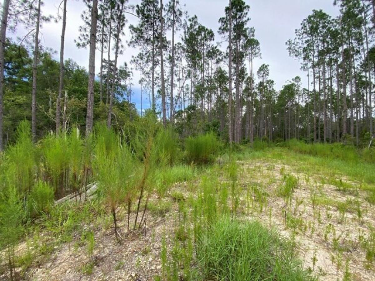 Picture of Residential Land For Sale in Steinhatchee, Florida, United States