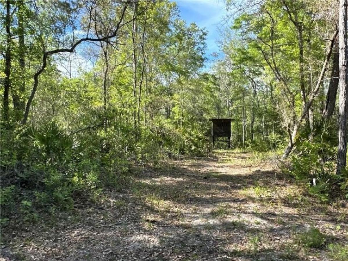 Picture of Residential Land For Sale in Jesup, Georgia, United States