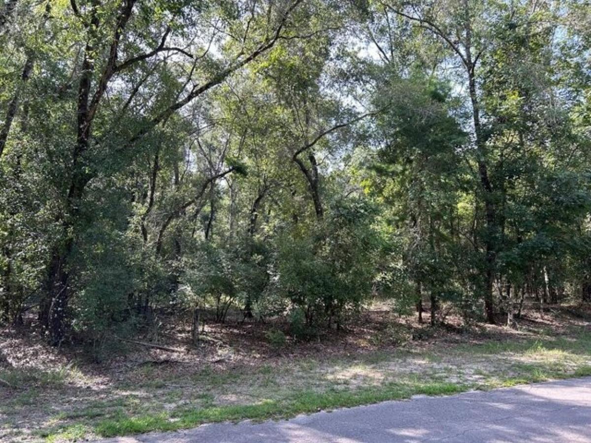 Picture of Residential Land For Sale in Bell, Florida, United States