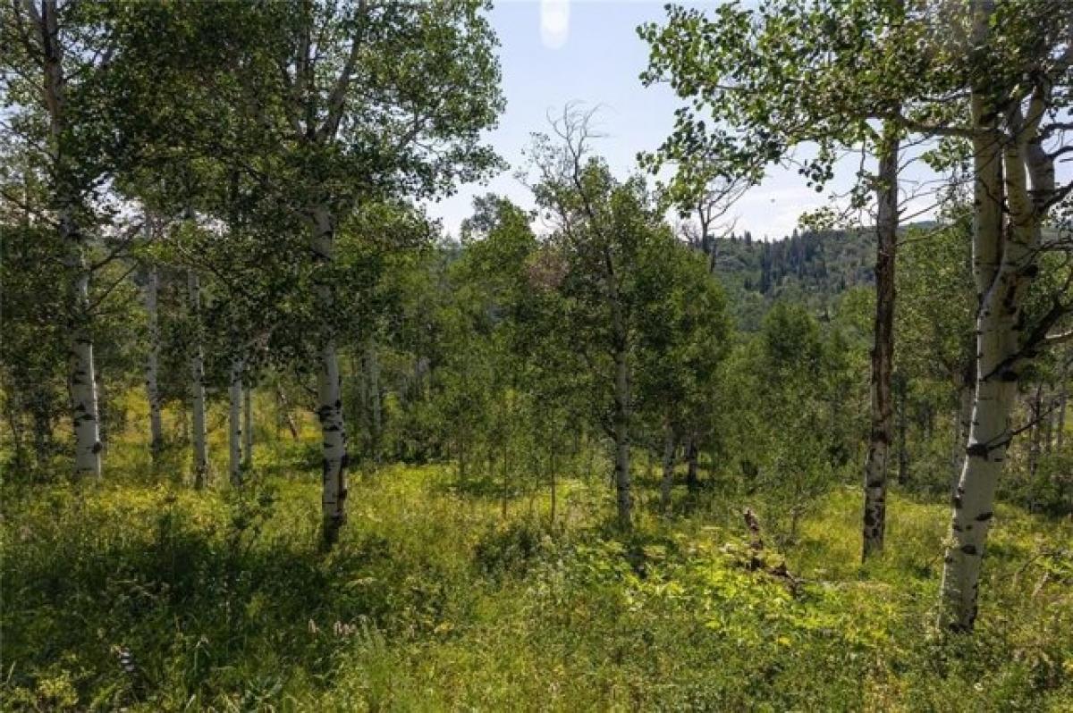 Picture of Residential Land For Sale in Clark, Colorado, United States