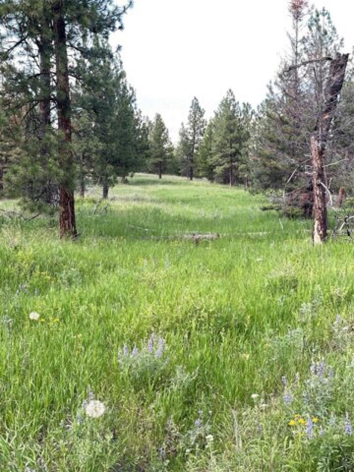 Picture of Residential Land For Sale in Missoula, Montana, United States