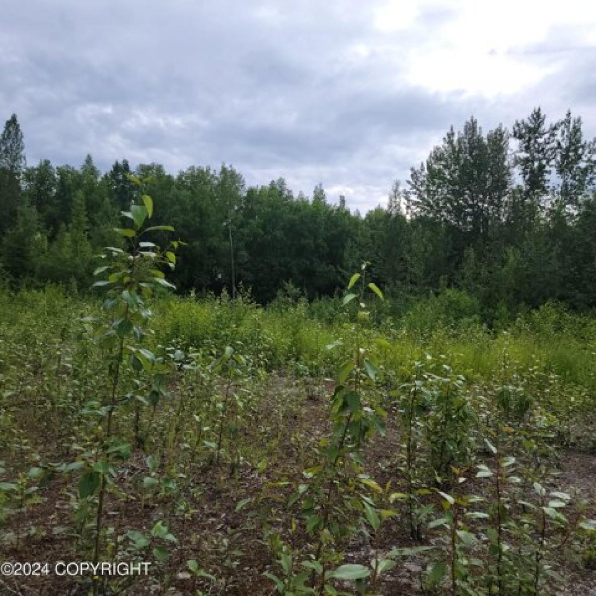 Picture of Residential Land For Sale in Willow, Alaska, United States