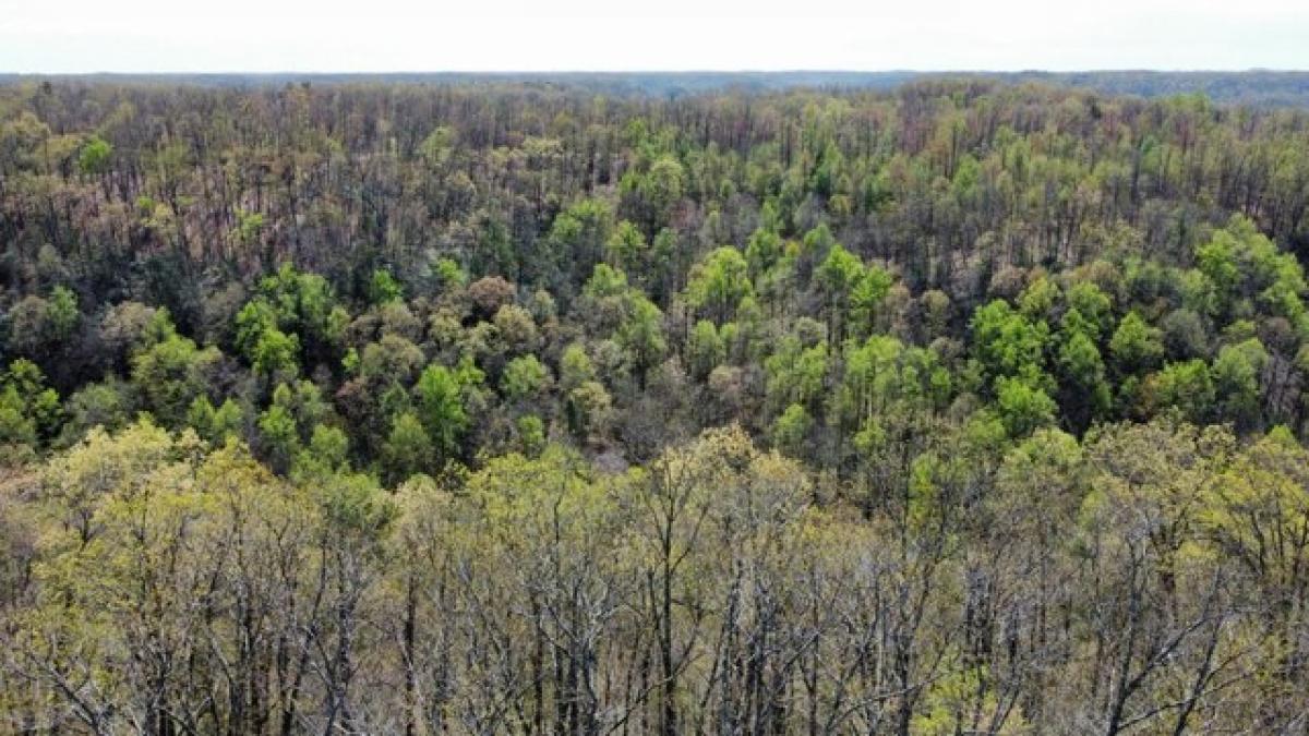 Picture of Residential Land For Sale in Frenchburg, Kentucky, United States