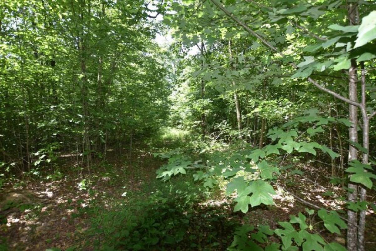 Picture of Residential Land For Sale in Wallingford, Kentucky, United States